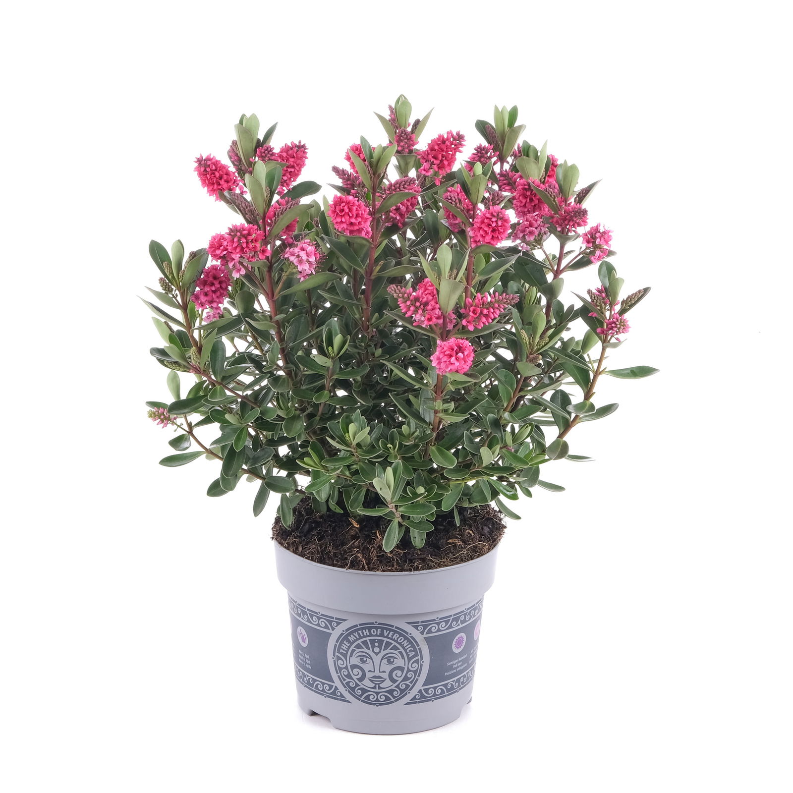 Hebe 'All Blooms®' rosa, Topf-Ø 12 cm, 3er-Set