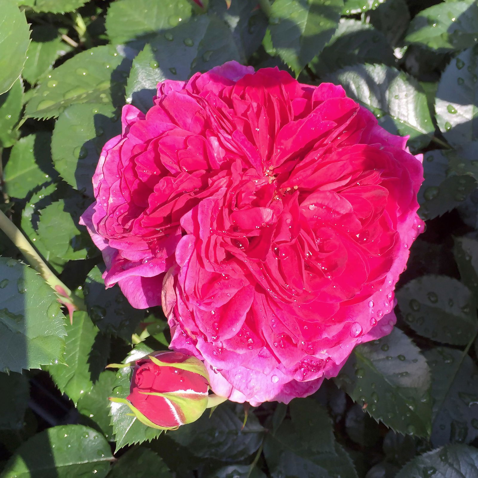 Duftende Strauchrose 'Soul'®, purpur-violett, Top 5 Liter