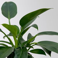 Philodendron 'Green Princess', inkl. Übertopf Dallas weiß, Topf-Ø 12cm