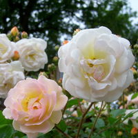 Ramblerrose 'Ghislaine de Féligonde', zartlachsgelb, Topf 5 Liter