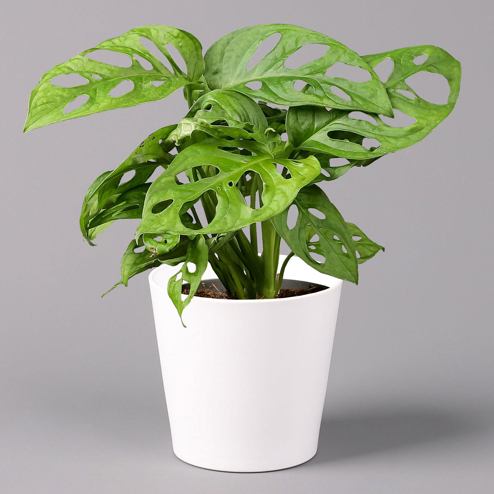 Monstera adansonii mit Keramiktopf weiß, Topf-Ø 12 cm, Höhe ca. 25 cm, 3er-Set