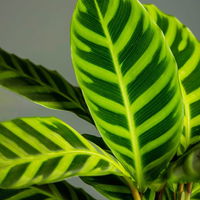 Calathea zebrina, Topf-Ø 14 cm, Höhe ca. 35-45 cm