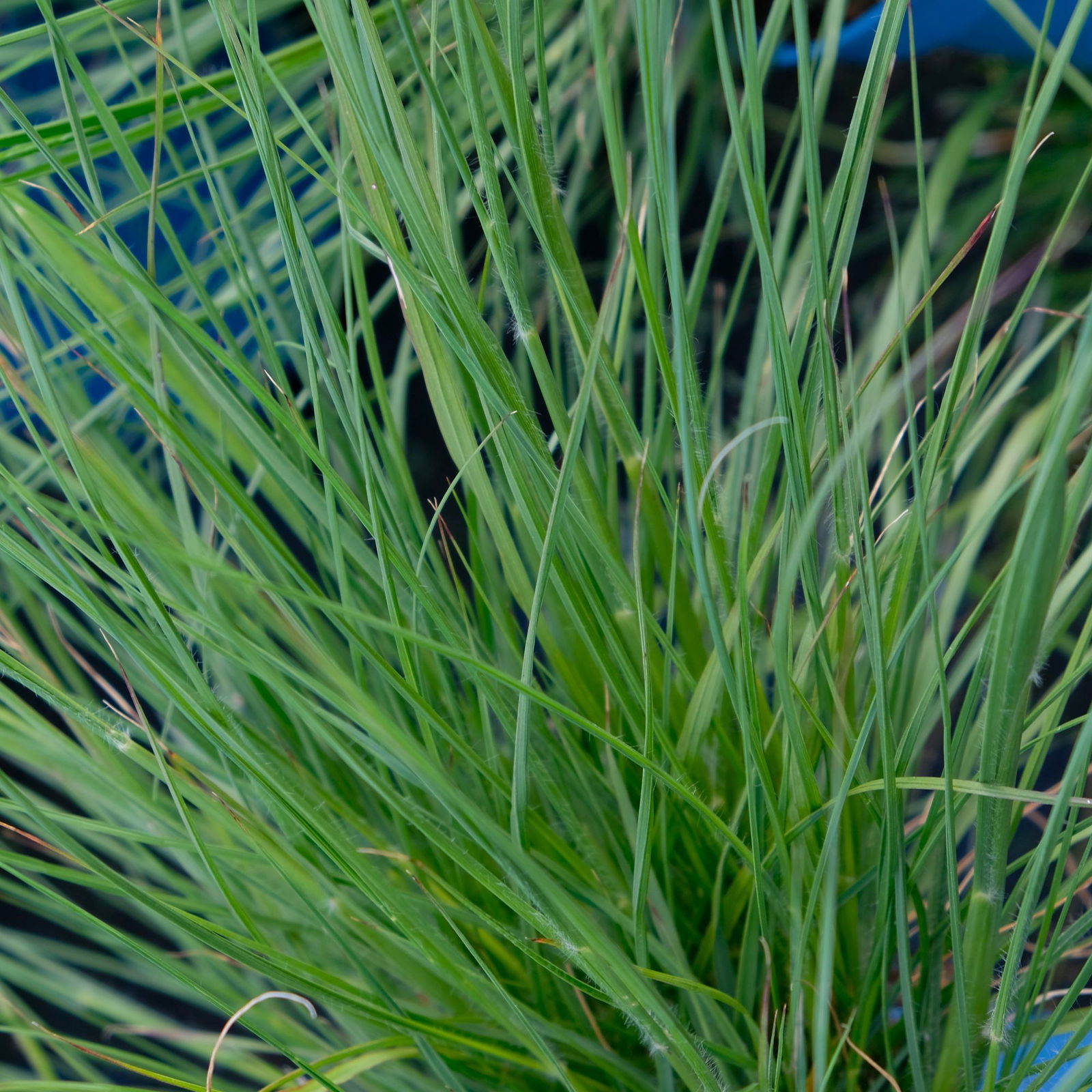 Kölle's Beste Lampenputzergras 'Hameln', 19 cm Topf