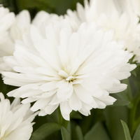 Aster novi-belgii, weiss gefüllt, Topf-Ø 12 cm, 6er-Set