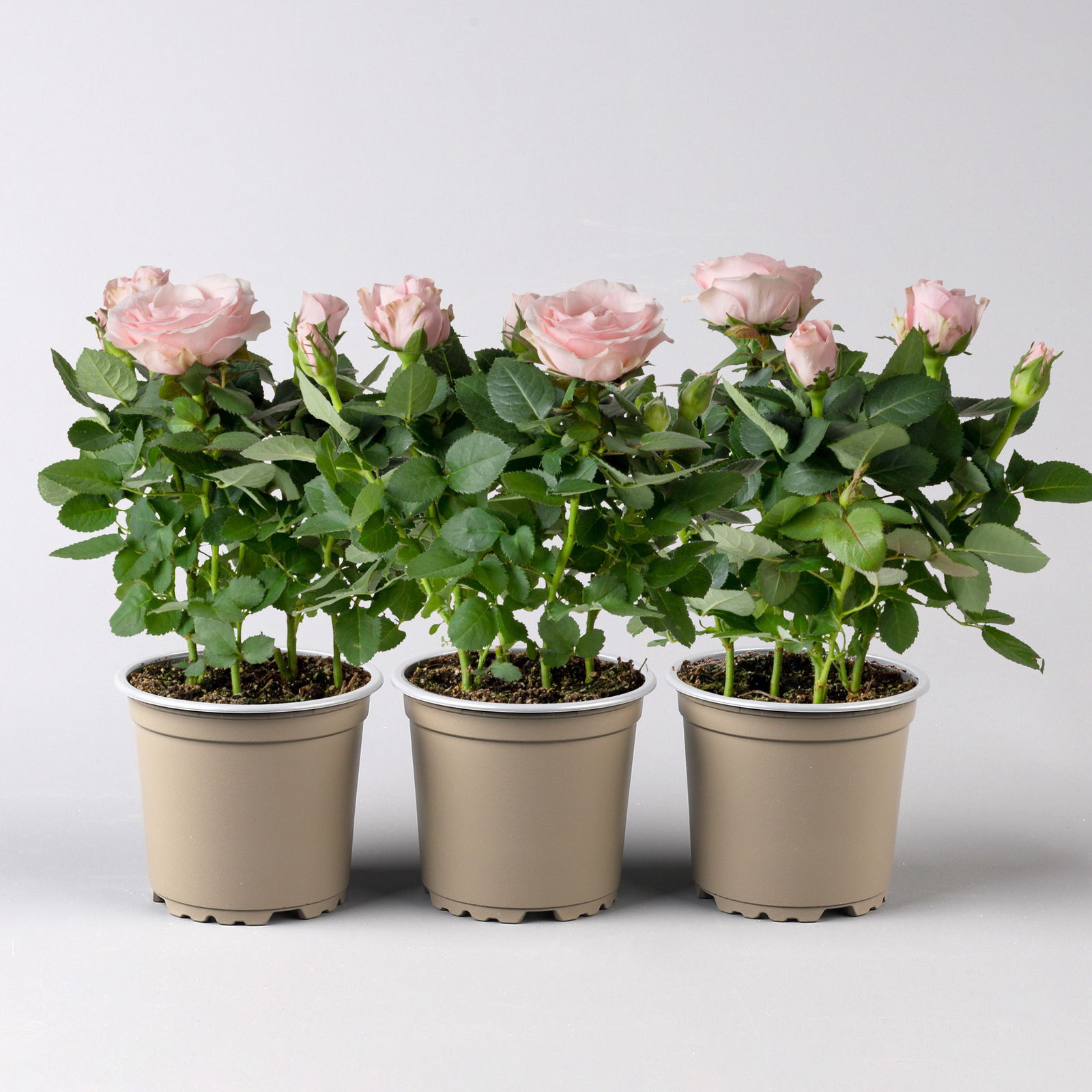 Rose 'Infinity Princess Dolc`amore®' hellrosa, Topf-Ø 10,5 cm, 3er-Set