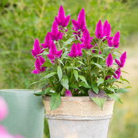 Federbusch, Silber-Brandschopf, Celosia argentea 'DeepPurple'