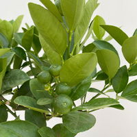 Calamondin, Mini-Stamm, Topf-Ø 15 cm