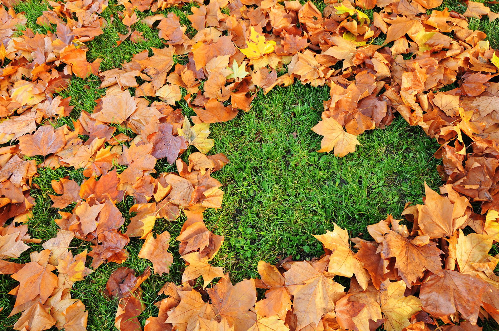 Laubblätter im Herbst bilden eine Herzform