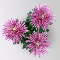 Chrysantheme 'Anastasia' lila, großblumig, Topf-Ø 13 cm, 3 Stück