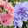 Duo-Gartenhibiskus 'Blue Chiffon®' und 'Pink Chiffon®', blau + pink, 5 lt. Topf