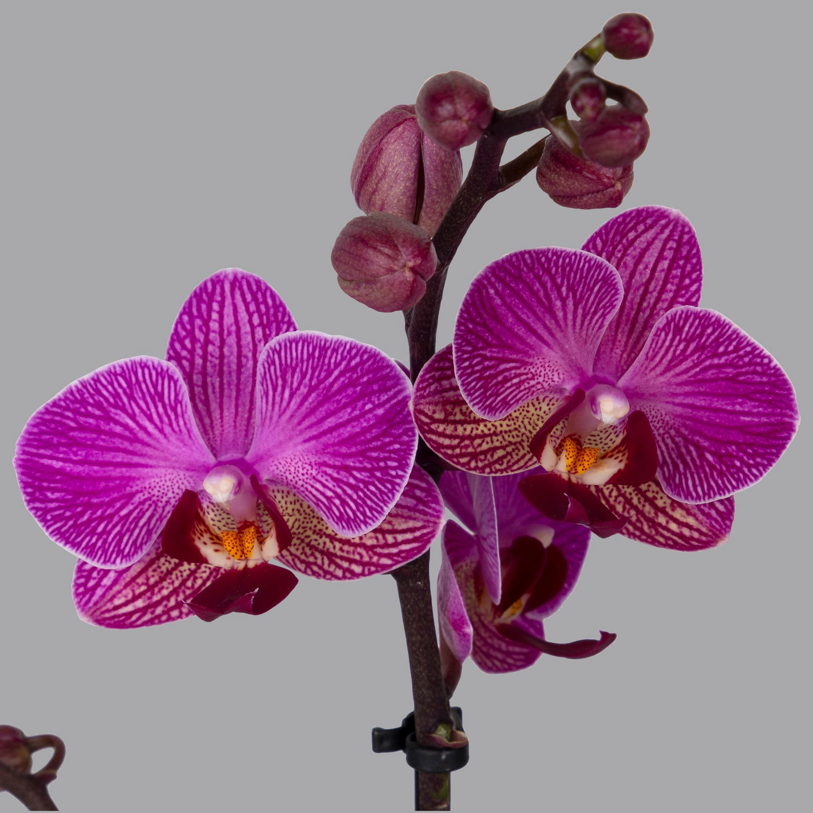 Phalaenopsis lila, 2 Rispen, Topf-Ø 12 cm, Höhe ca. 50 cm