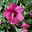 Säulen-Gartenhibiskus 'Flower Tower Ruby®' rosarot, Höhe 40-60 cm, Topf 5 l