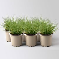 Bärenfellschwingel 'AmiGreen®', Topf-Ø 10,5 cm, 6 Stück