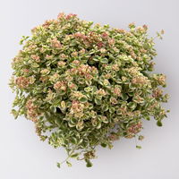 Sedum pellucida 'Little Missy', rosa, Topf-Ø 12 cm, 6er-Set