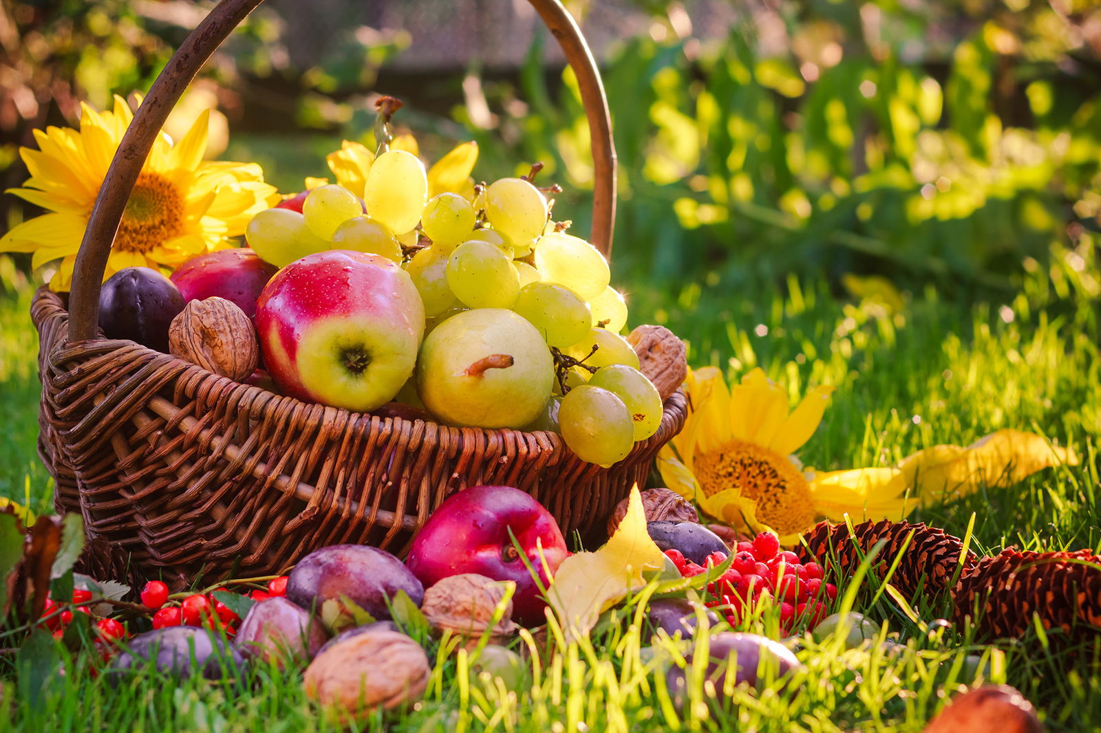 Korb mit Obst im Garten - Gärtnertipps September