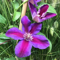 Clematis 'Mrs. N. Thompson', 2er-Set, violett, Höhe 60-80 cm, Topf 2 Liter