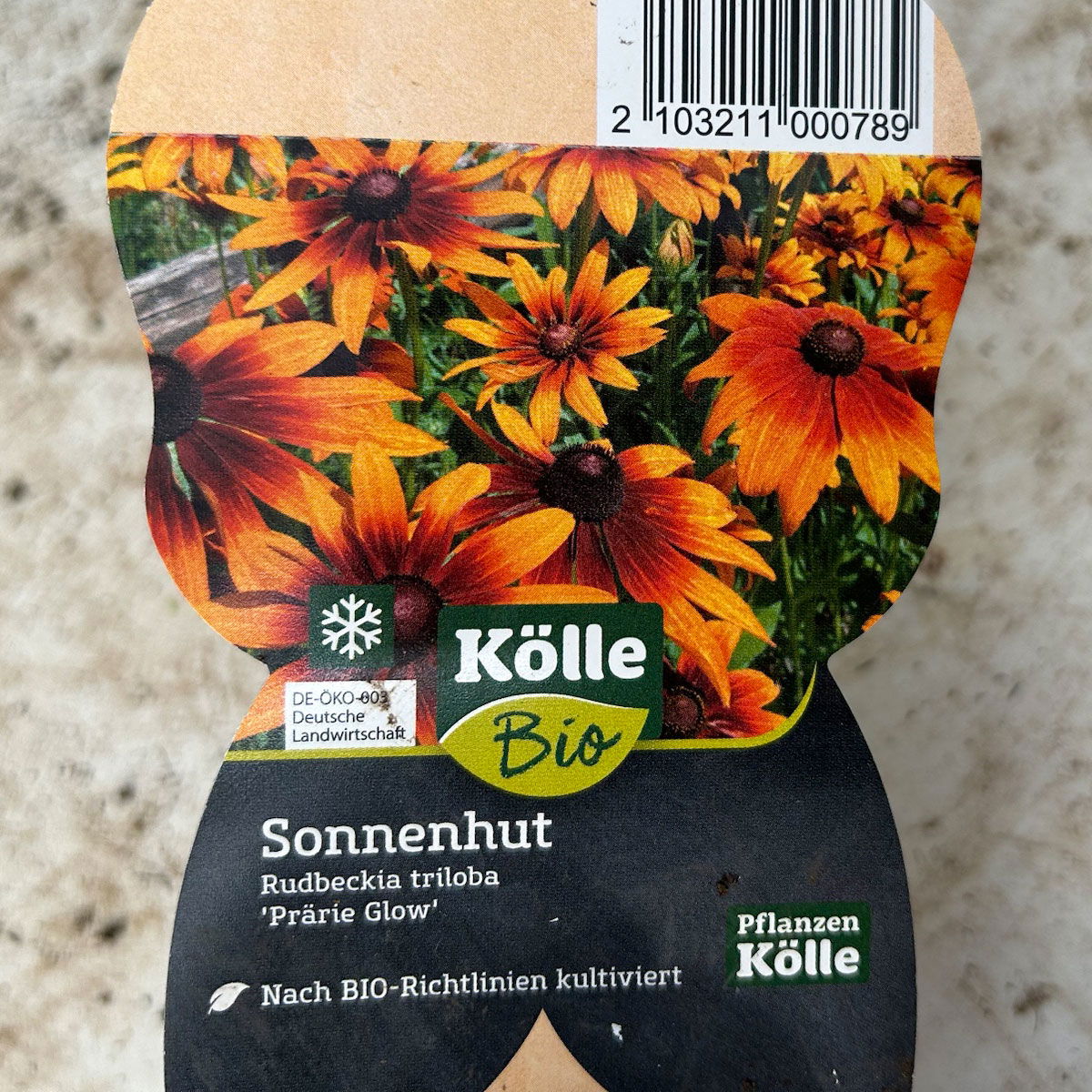 Bio Sonnenhut 'Prairie Glow' gelb-rot, Topf-Ø 11 cm, 3er-Set