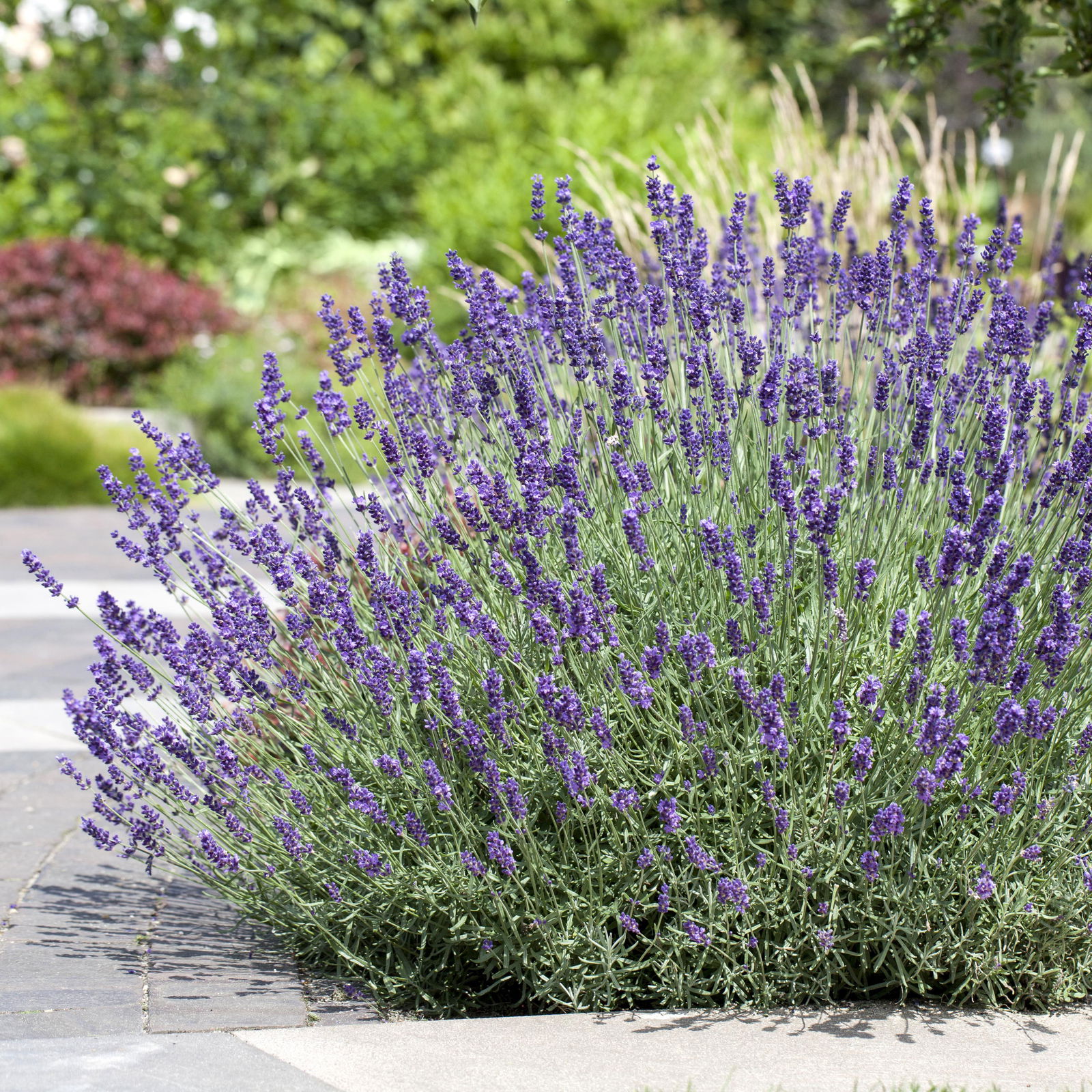 Lavendel, Ballen-Ø ca. 7 cm, 3x 6er-Tray