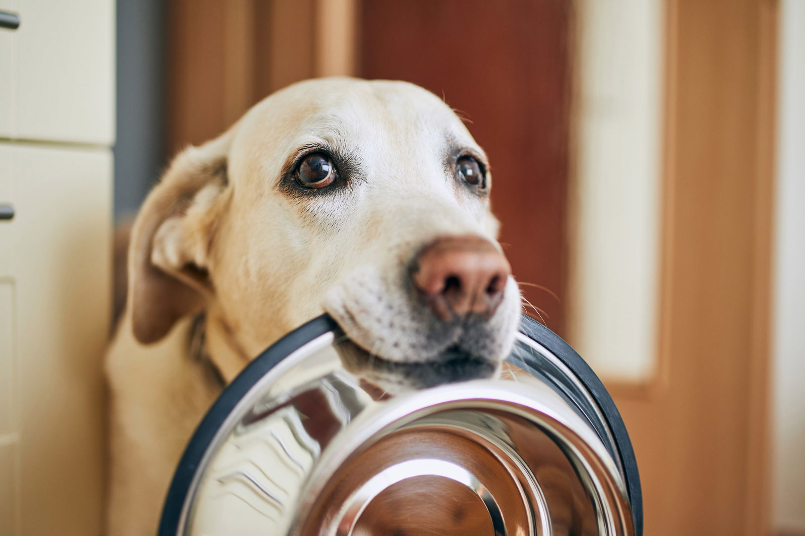 Hund freut sich auf Hundefutter