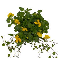 Hornveilchen mit Mühlenbeckia, Farbe zufällig, Topf-Ø 13 cm, 6er-Set