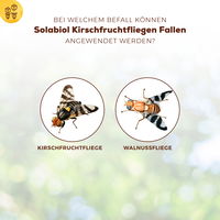 Kirschfruchtfliegenfalle, 5er-Pack