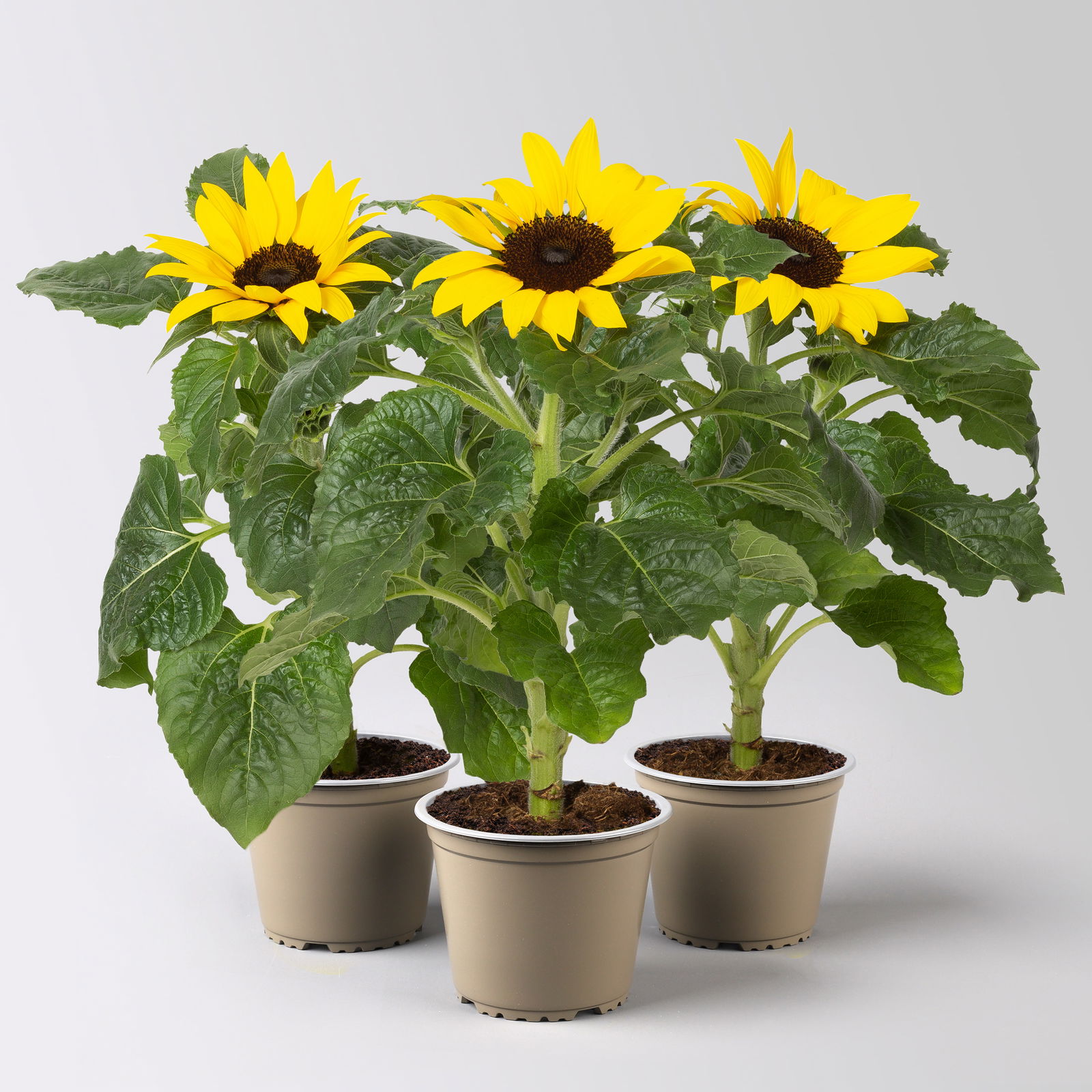 Sonnenblume 'Sunsation'® gelb, Topf-Ø 12/13 cm, 3er-Set