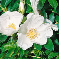 Strandrose (Rosa rugosa) weiß, 3er-Set, Höhe 40-60 cm, Topf 4,6 l