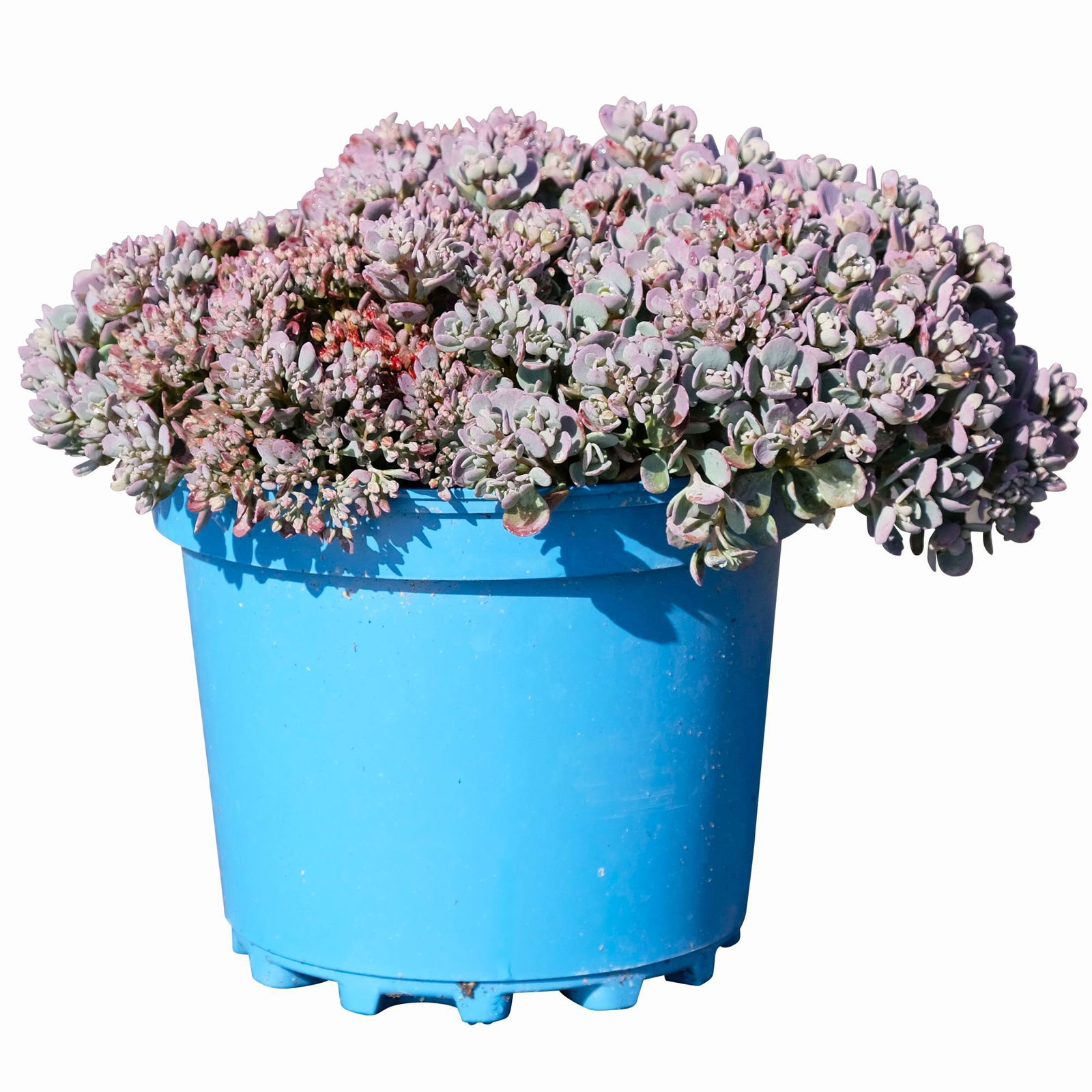 Fetthenne, Sedum 'Lidakense', rosarot, Höhe 15-20 cm, Topf 3 Liter