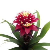 Guzmania 'Francesca', lila-weiß, Topf-Ø 12 cm, mit Korb Maki, Höhe ca. 40 cm