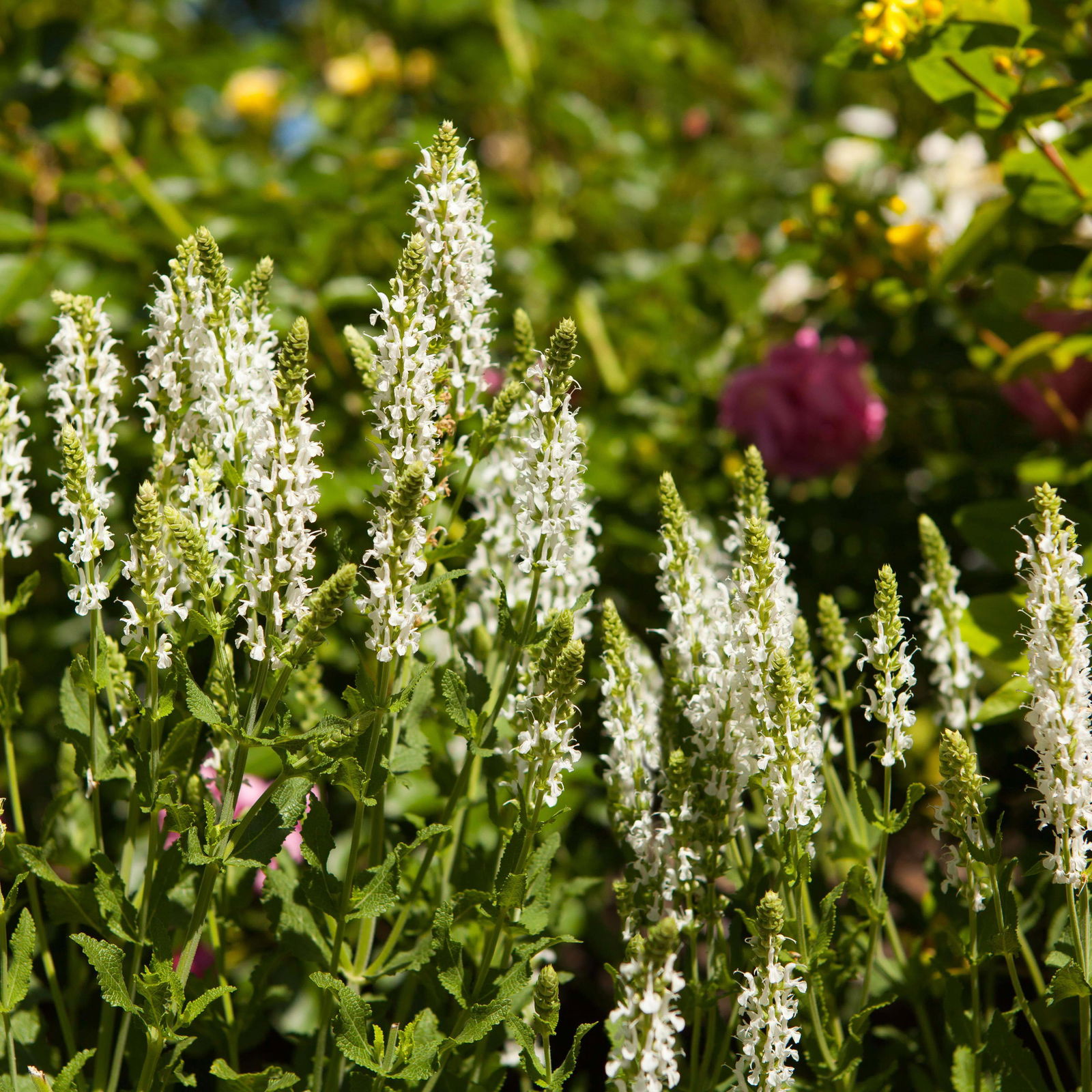 Bio Salvia nemorosa 'Adrian' weiß, Topf-Ø 11 cm, 3er-Set