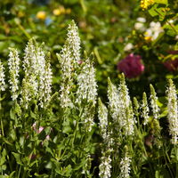 Bio Salvia nemorosa 'Adrian' weiß, Topf-Ø 11 cm, 3er-Set