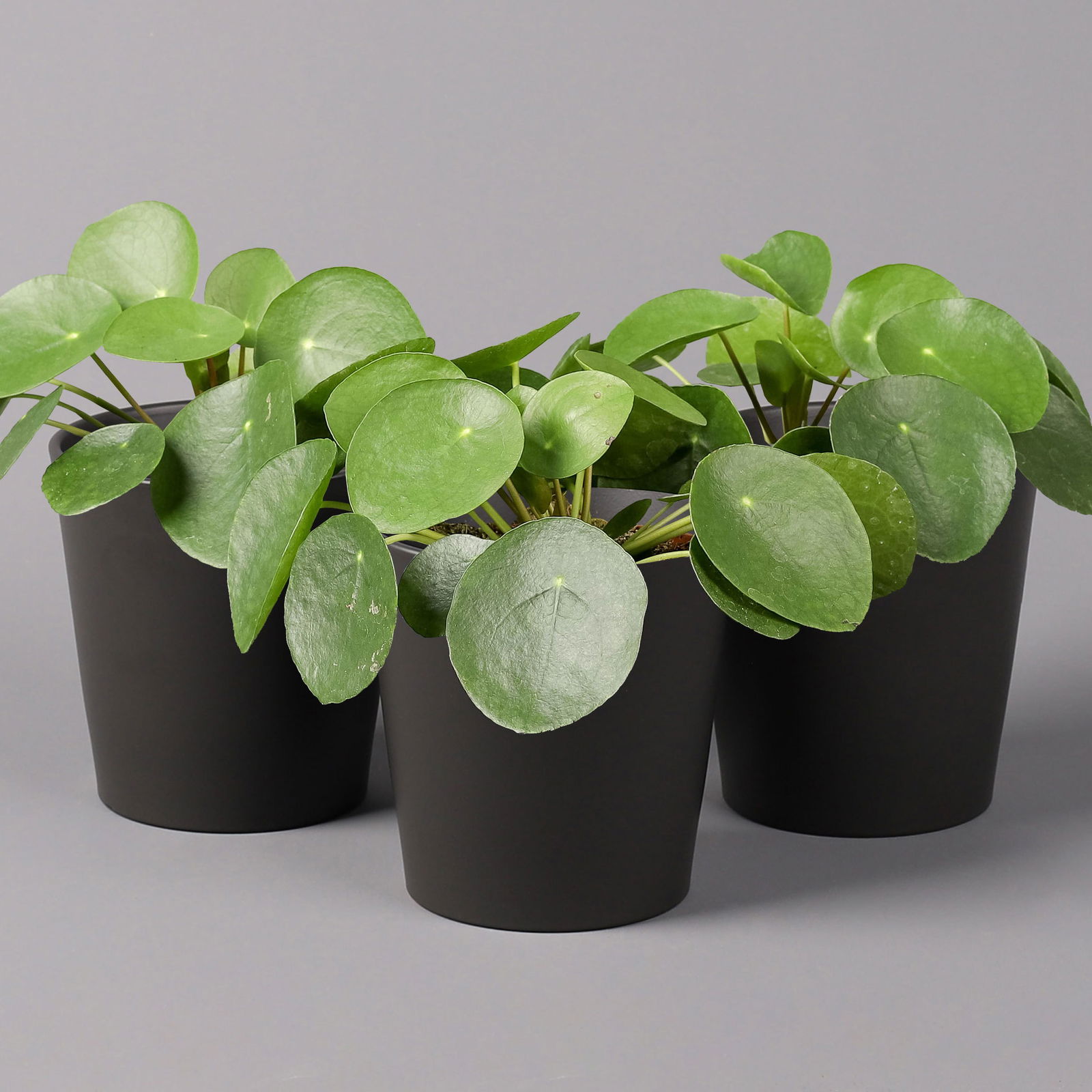 Pilea peperomioides in Topf anthrazit, Topf-Ø 12 cm, H: ca. 20 cm, 3er-Set