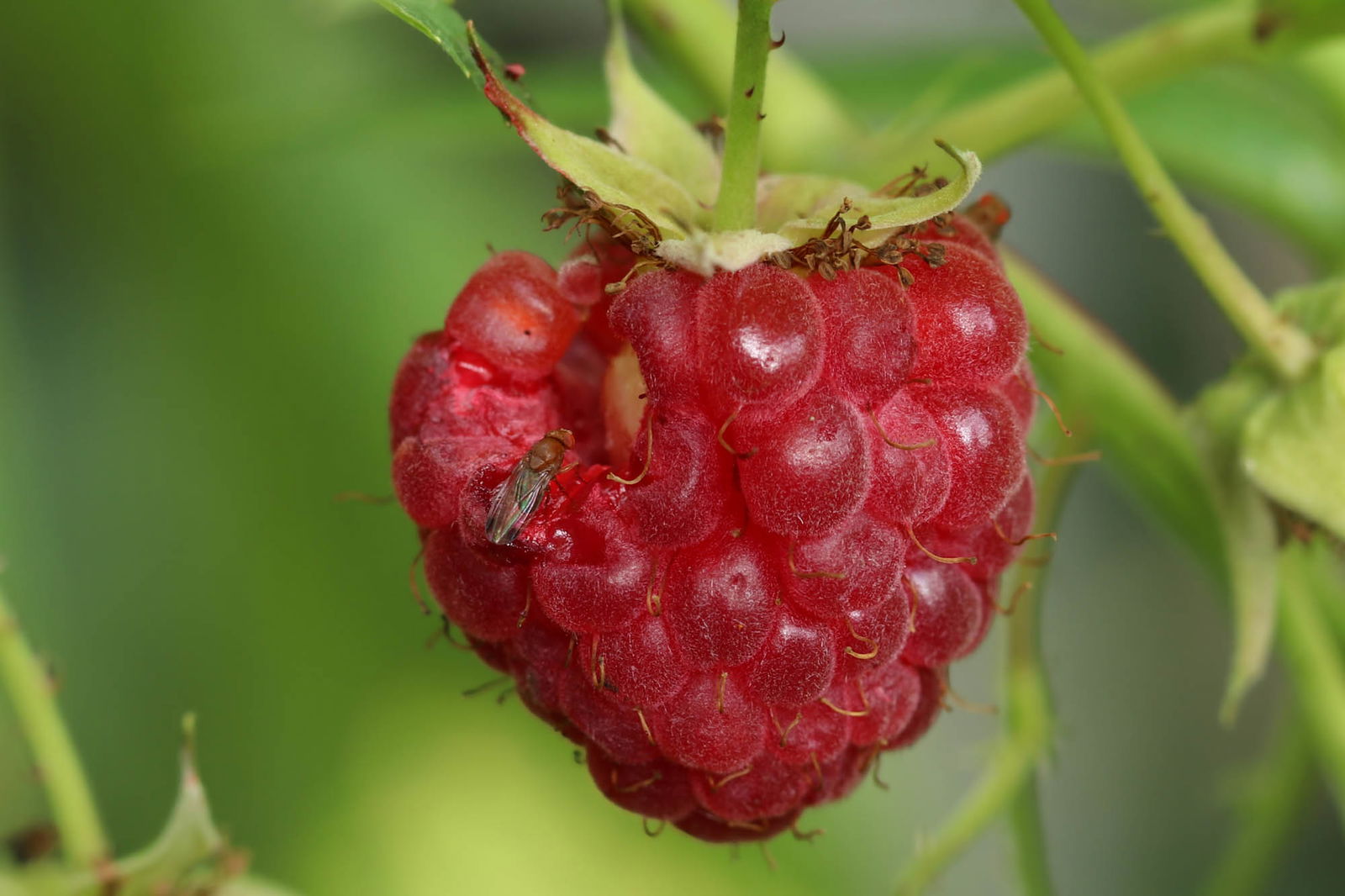 Kirschessigfliege an Himbeeren