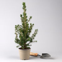 Zuckerhutfichte, Picea glauca 'Conica', Topf-Ø 9 cm, 6er Set