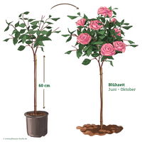 Stammrose 'Comeback'®, Edelrose, Stammhöhe 60cm im 7,5 Liter Topf