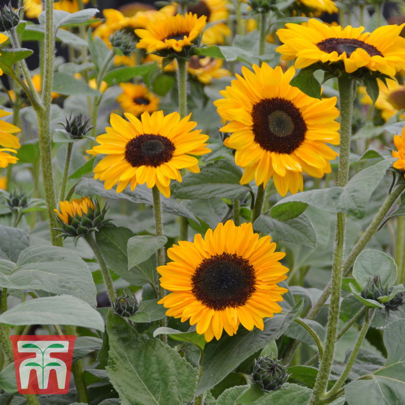 Sonnenblume (Helianthus annuus) Tanja F1 / schneller Wachstum, als Schnittblume geeignet