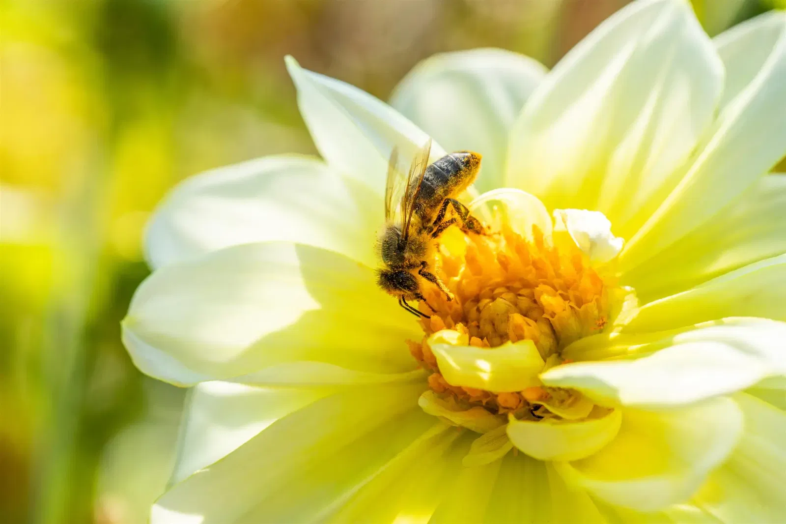 bienenfreundliche Balkonpflanzen