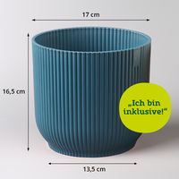 Bergpalme mit Übertopf Vibes blau, Topf-Ø 12 cm, Höhe ca. 30 cm, 2er-Set