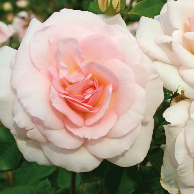 Strauchrose 'Bremer Stadtmusikanten®', cremerosa mit dunkler Mitte, Topf 5 Liter