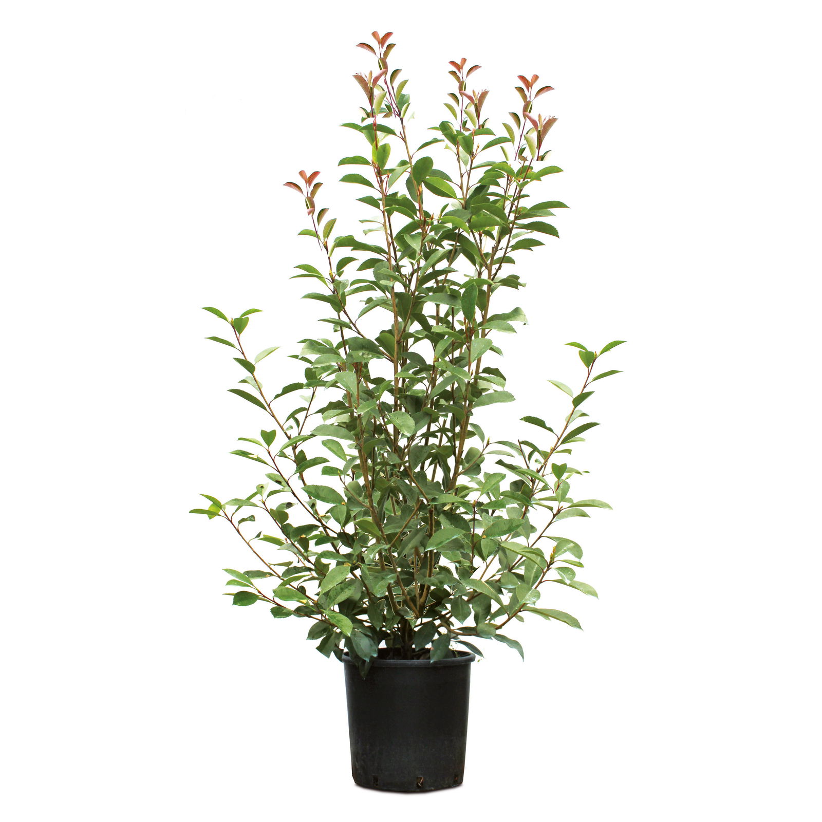 Kölle Glanzmispel 'Red Robin', Photinia x fraseri, 16er-Set, Topf 18 Liter