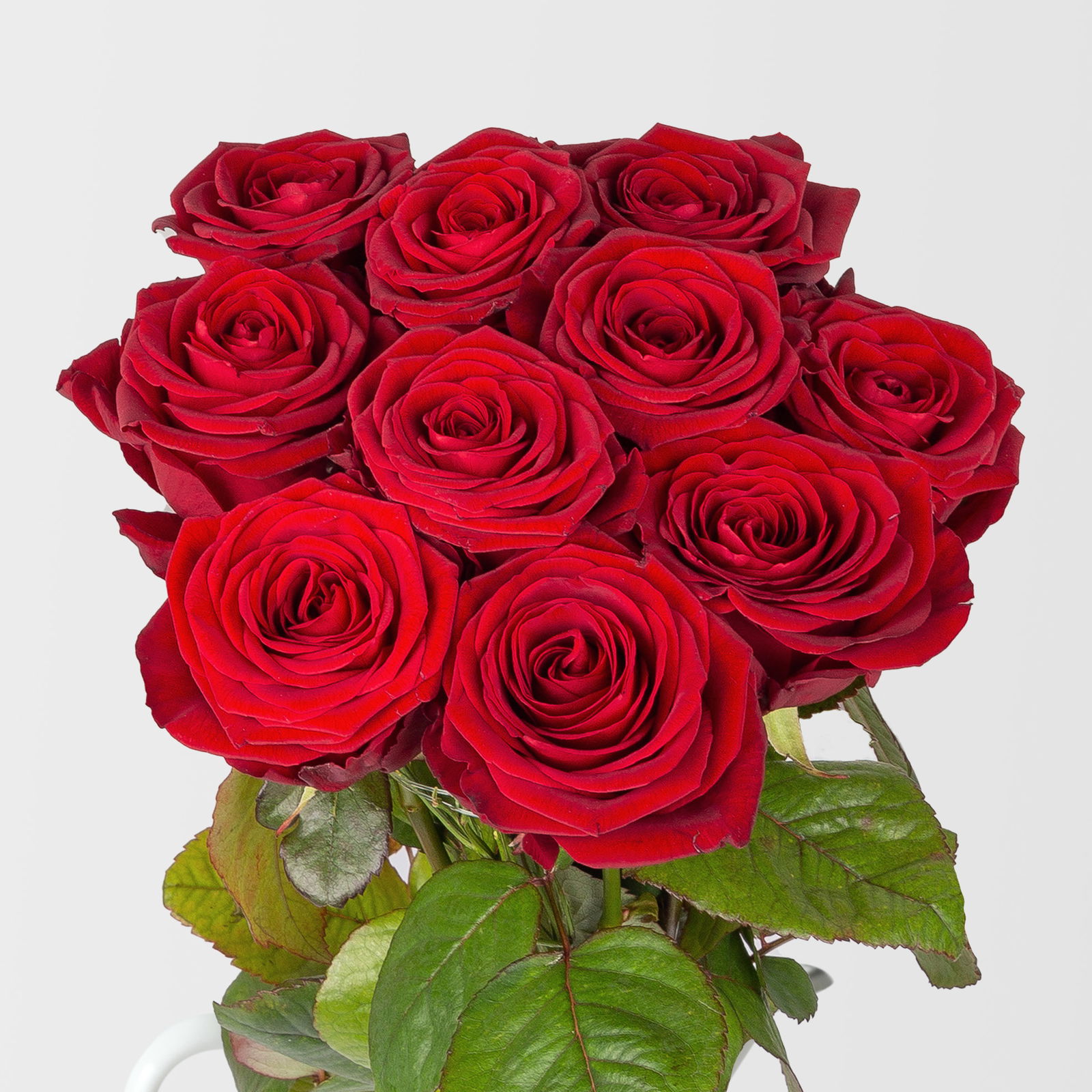 10 rote Rosen 'Red Naomi'