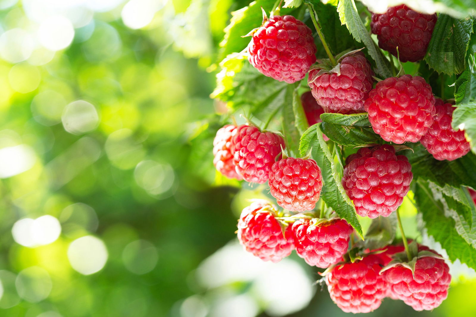 Himbeeren 