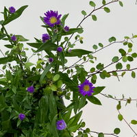 Aster & Mühlenbeckia, 3er-Set, blau gefüllt, Topf 12/13 cm Ø