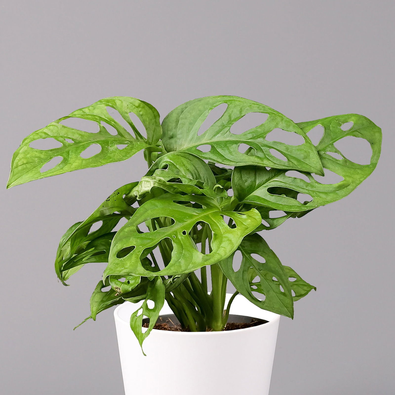 Monstera adansonii mit Keramiktopf weiß, Topf-Ø 12 cm, Höhe ca. 25 cm, 2er-Set