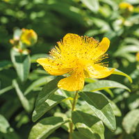 Hypericum 'Rose von Sharon', Topf-Ø 9 cm, 3er-Set