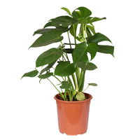 Monstera deliciosa, Topf-Ø 21 cm, Höhe ca. 50-70 cm