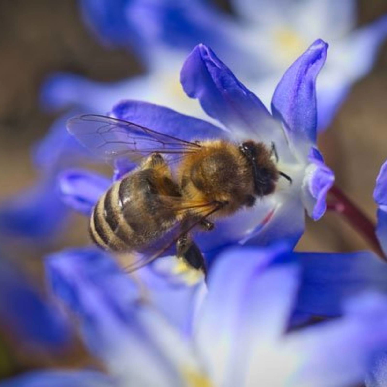 Insektenweide