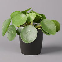 Pilea peperomioides in Topf anthrazit, Topf-Ø 12 cm, H: ca. 20 cm, 3er-Set