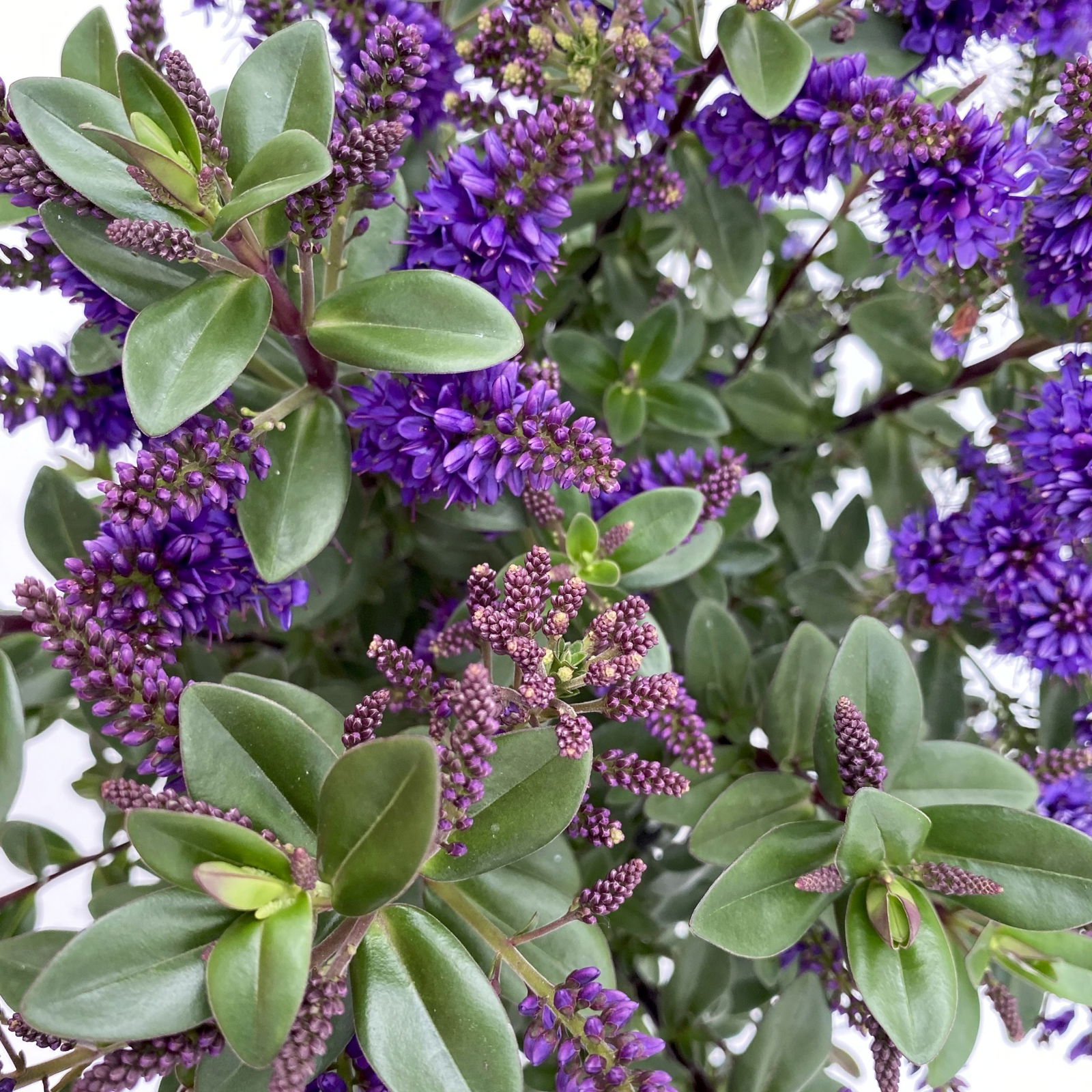 Hebe 'All Blooms®', Farbe zufällig, Topf-Ø 17 cm