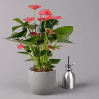 Flamingoblume, 'Pink Champion', pink, Topf-Ø 14 cm, Höhe ca. 50 cm